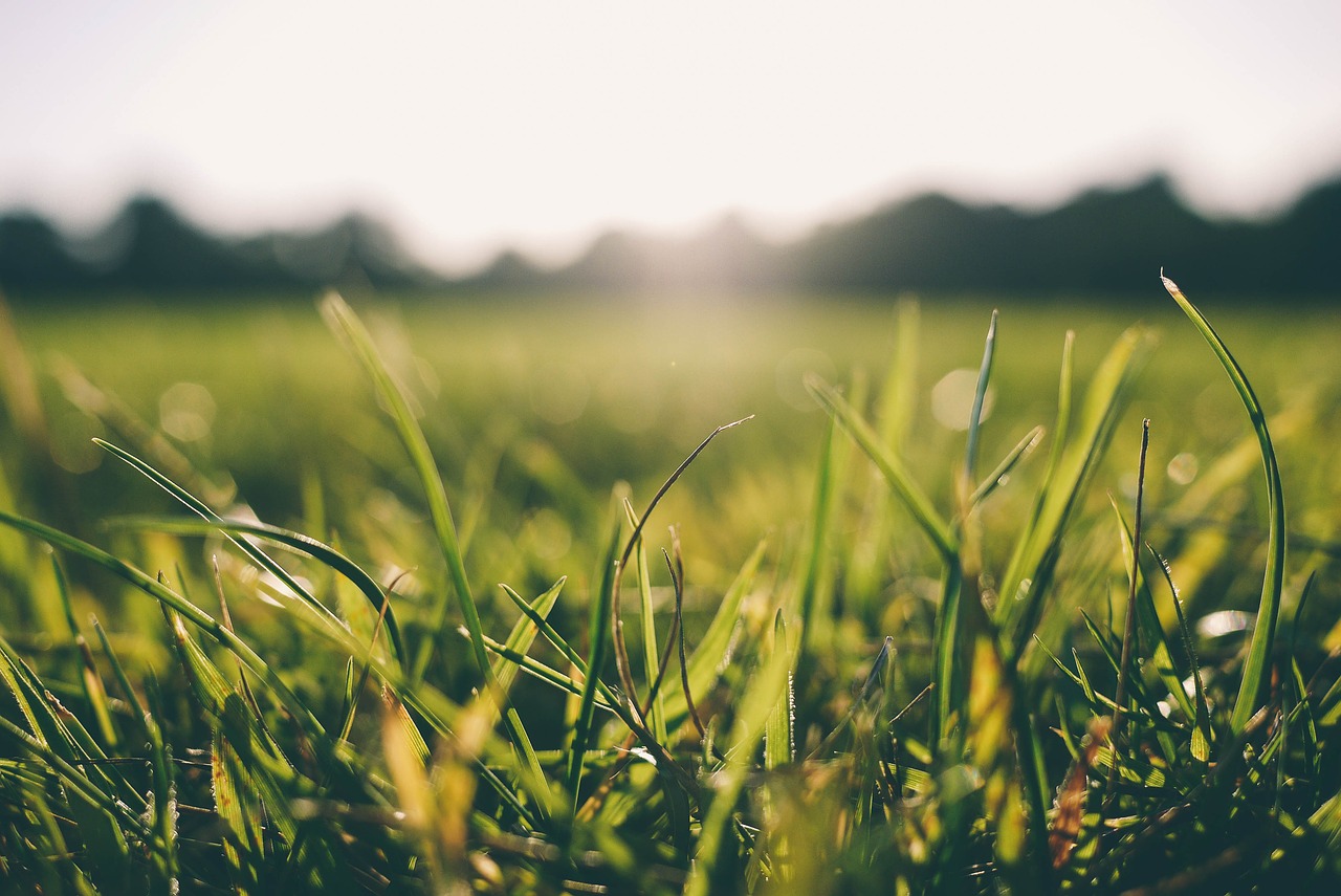 grass morning dew free photo