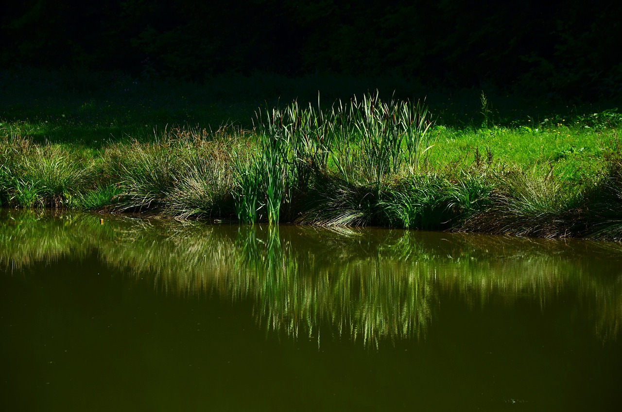 grass meadow lake free photo