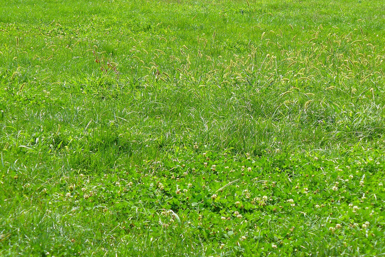grass texture green free photo