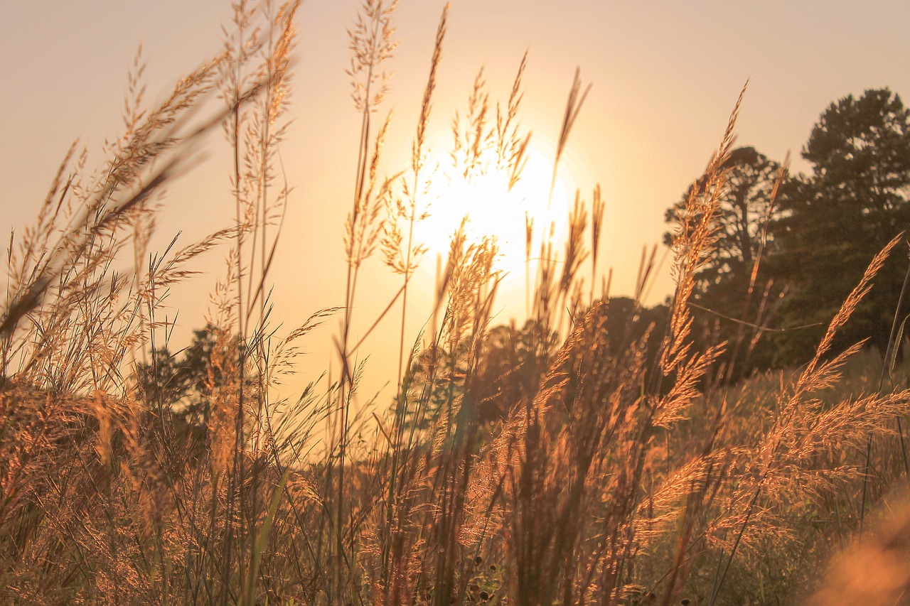 grass vegetation sunset free photo