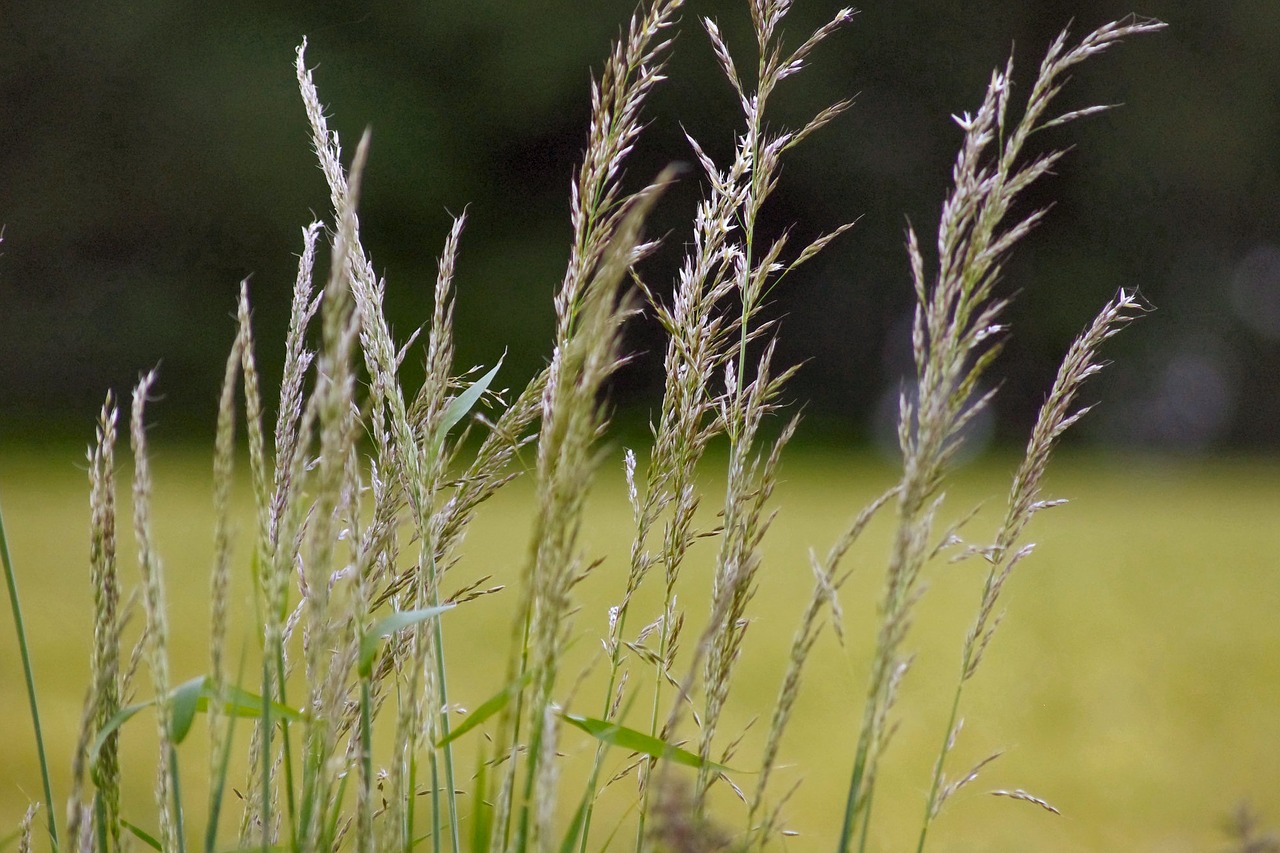 grass countryside nature free photo