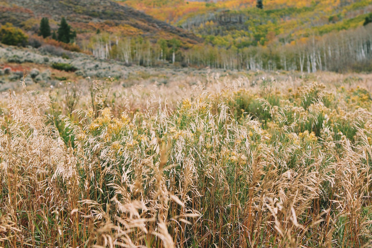 grass field trees free photo