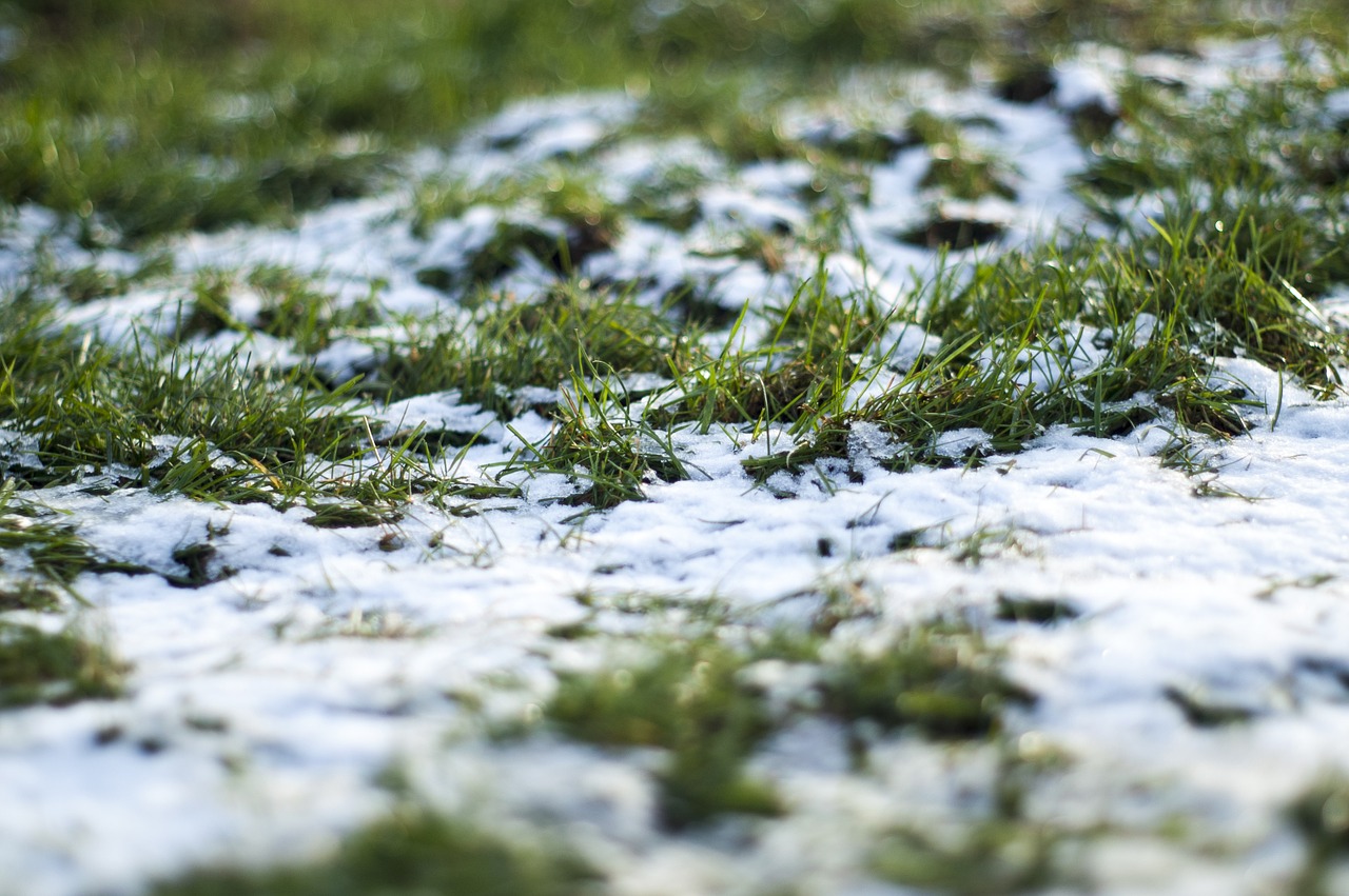 grass winter snow free photo