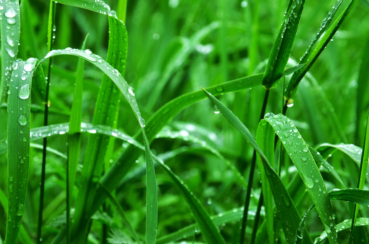 grass wet green free photo