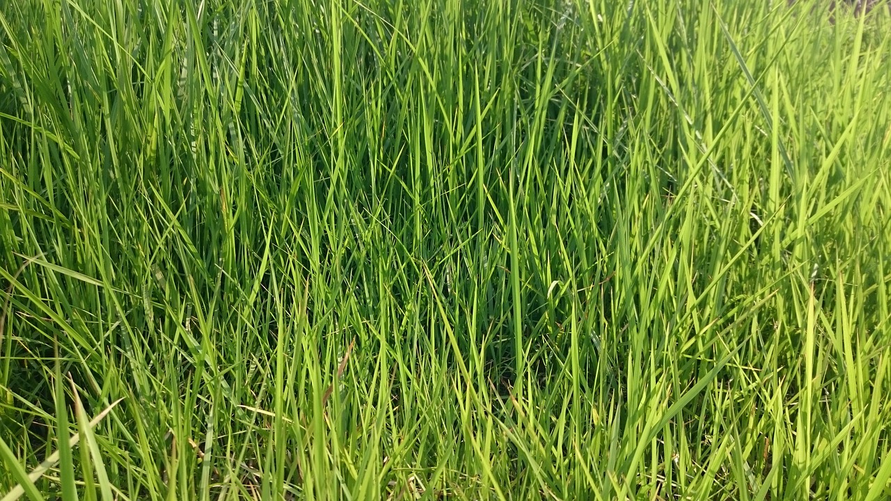 grass green nature free photo