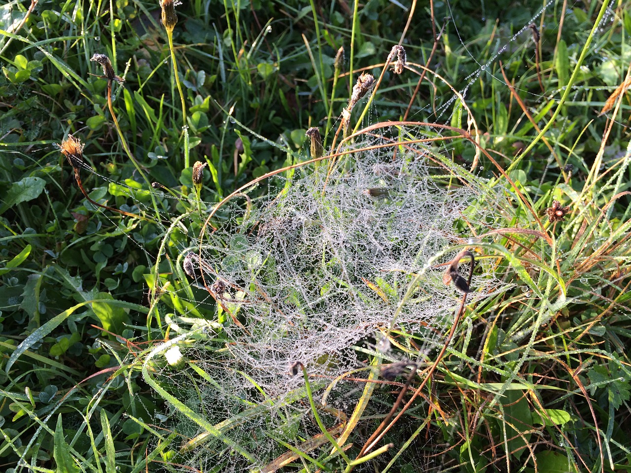 grass cobwebs autumn free photo
