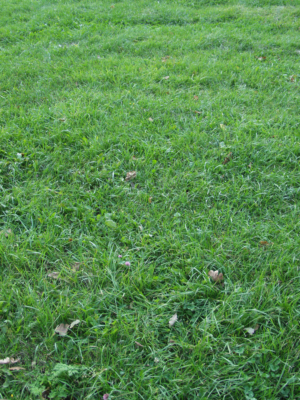 grass background green free photo