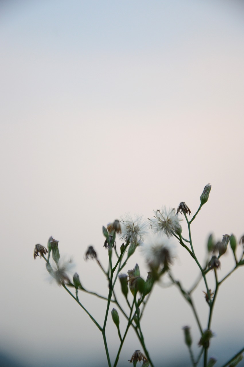 grass photography natural free photo