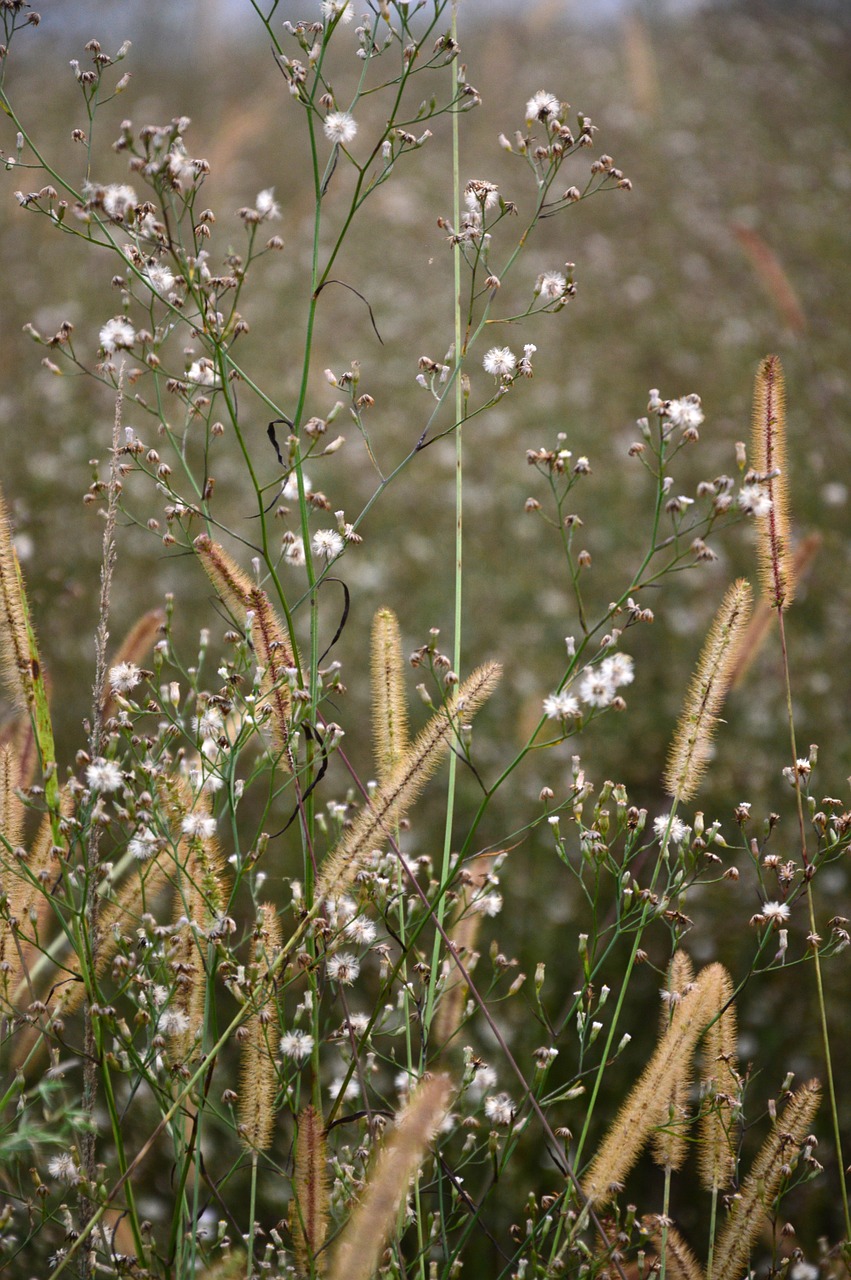 grass green flower free photo