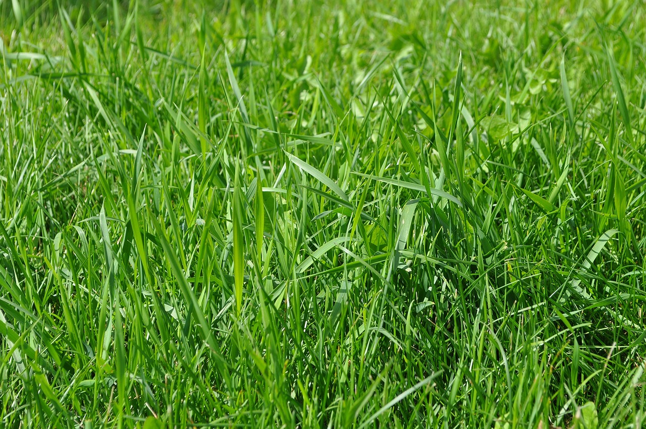 grass meadow sunny day free photo