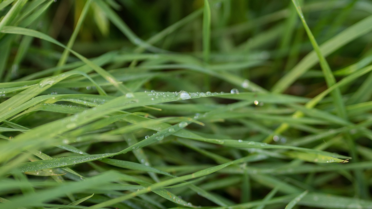 grass moist wet free photo