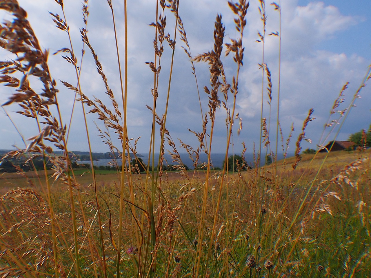 grass meadow view free photo