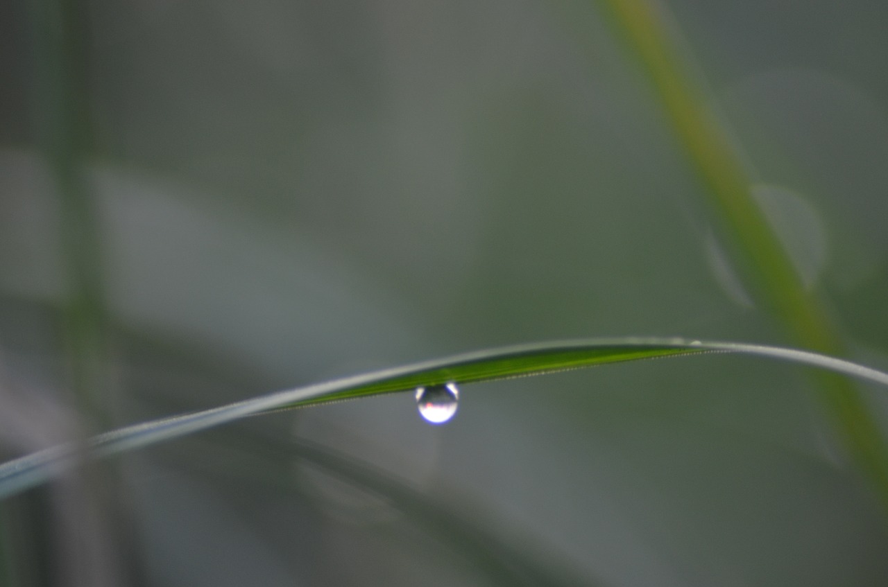 grass rosa blade free photo