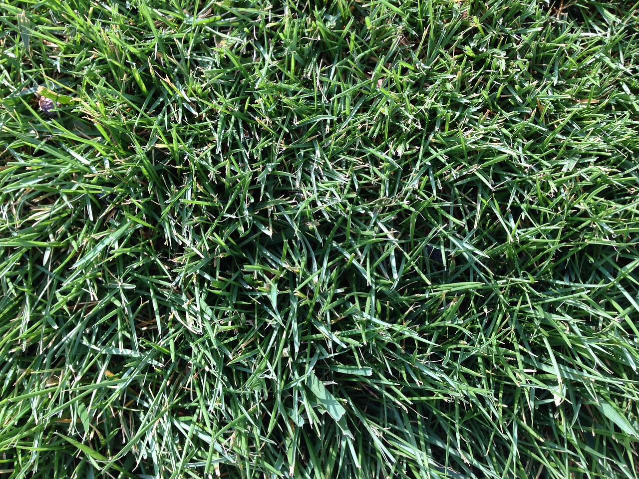grass field football free photo