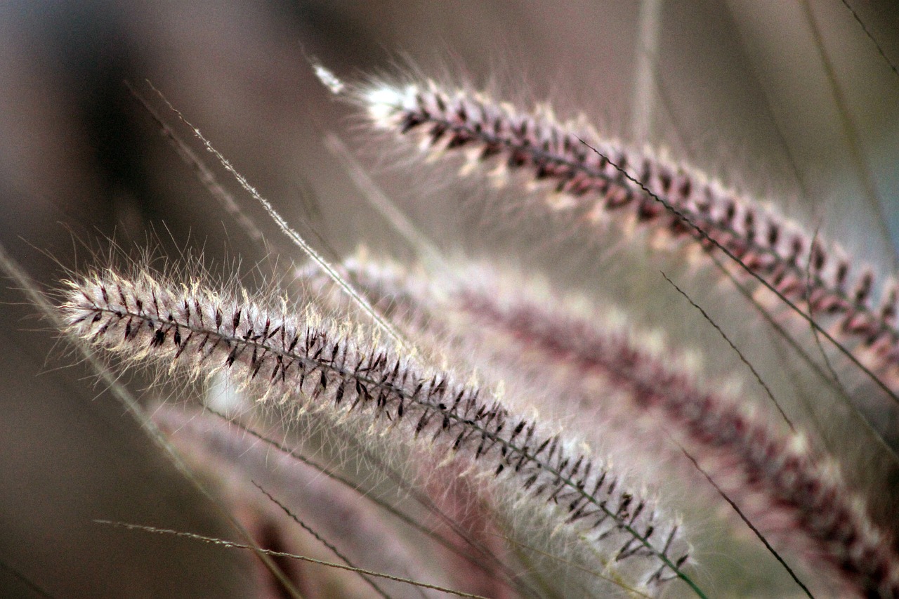 grass wild grass nature free photo