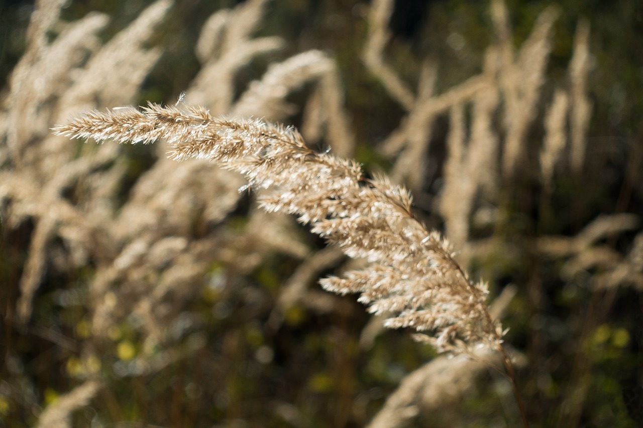 grass forest bluegrass free photo