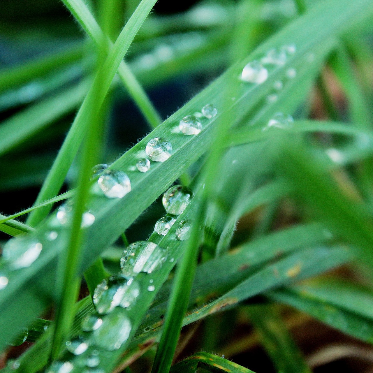 grass green raindrop free photo