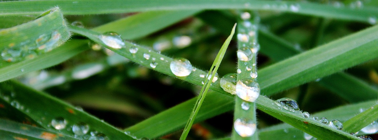 grass green raindrop free photo