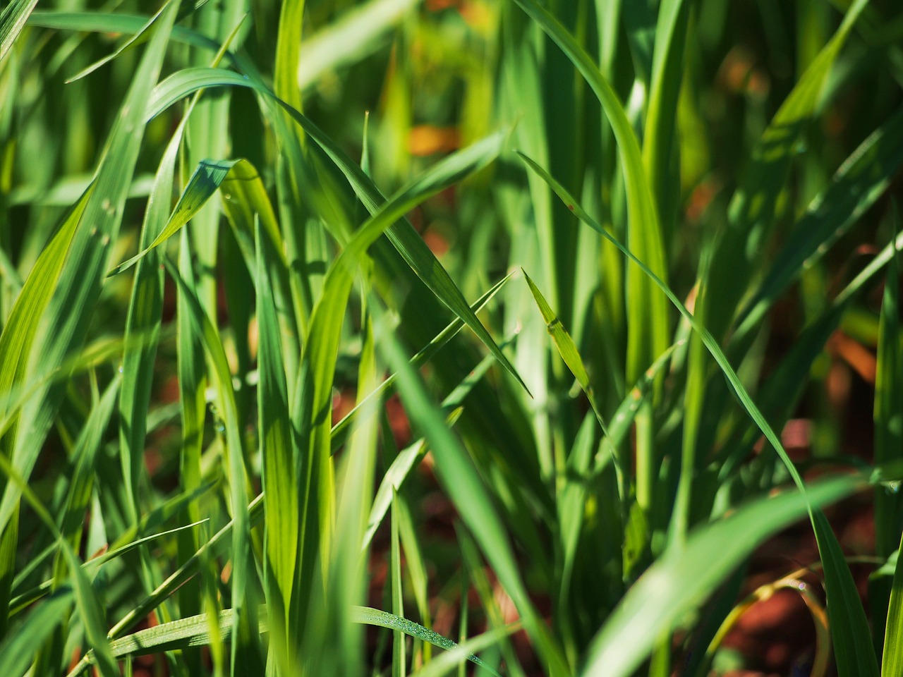 grass green field free photo