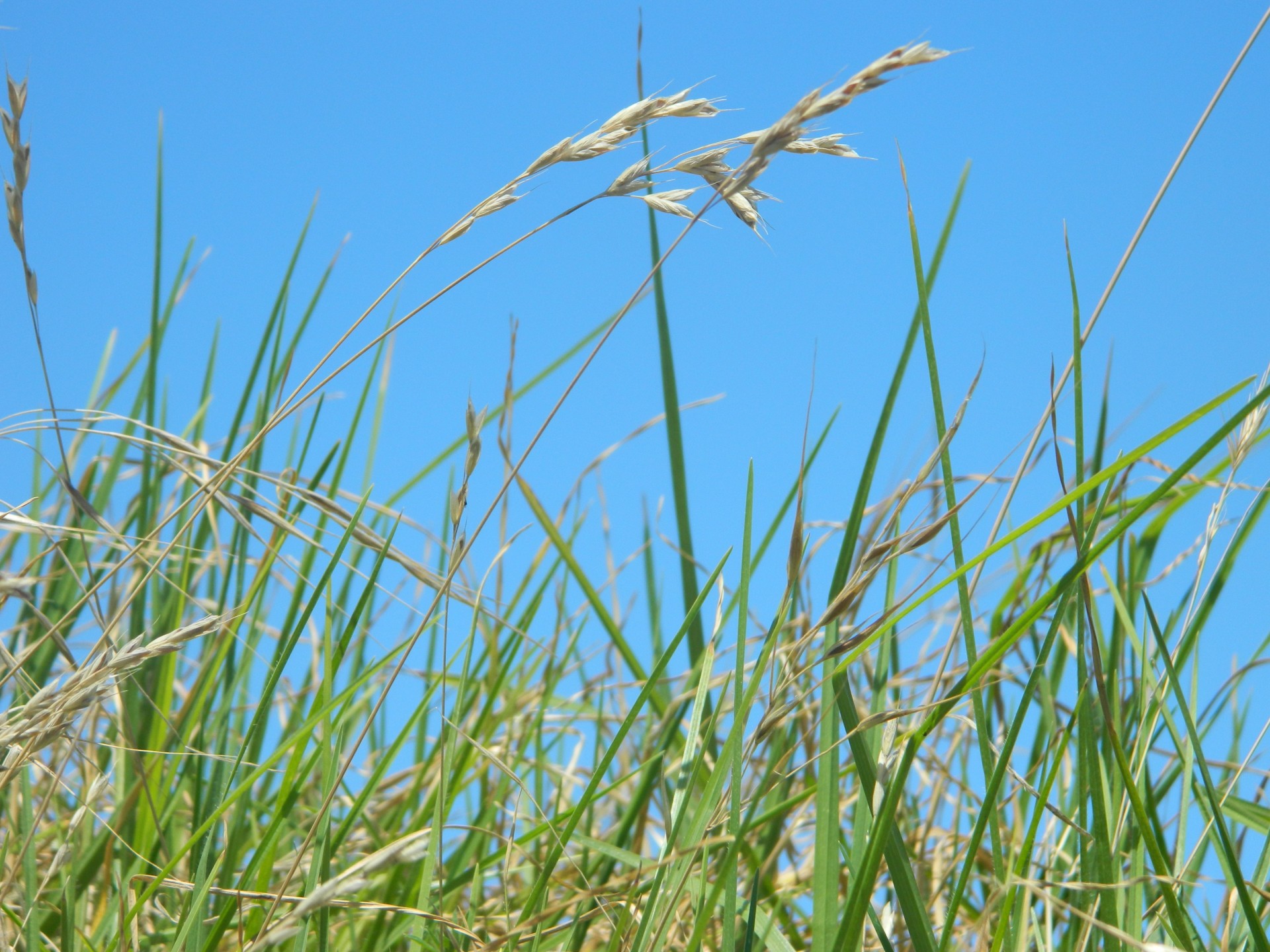 sky blue blue sky free photo