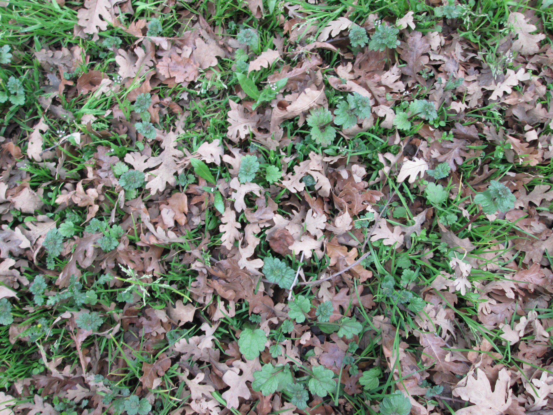 grass leaves texture free photo