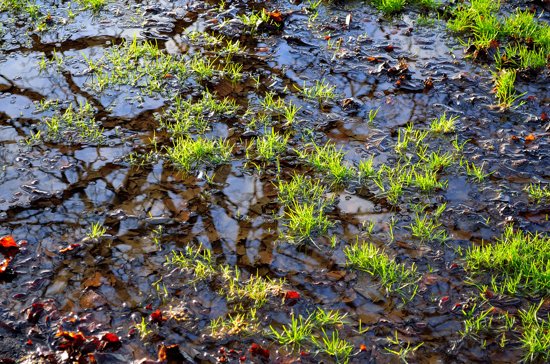 grass pool nature free photo