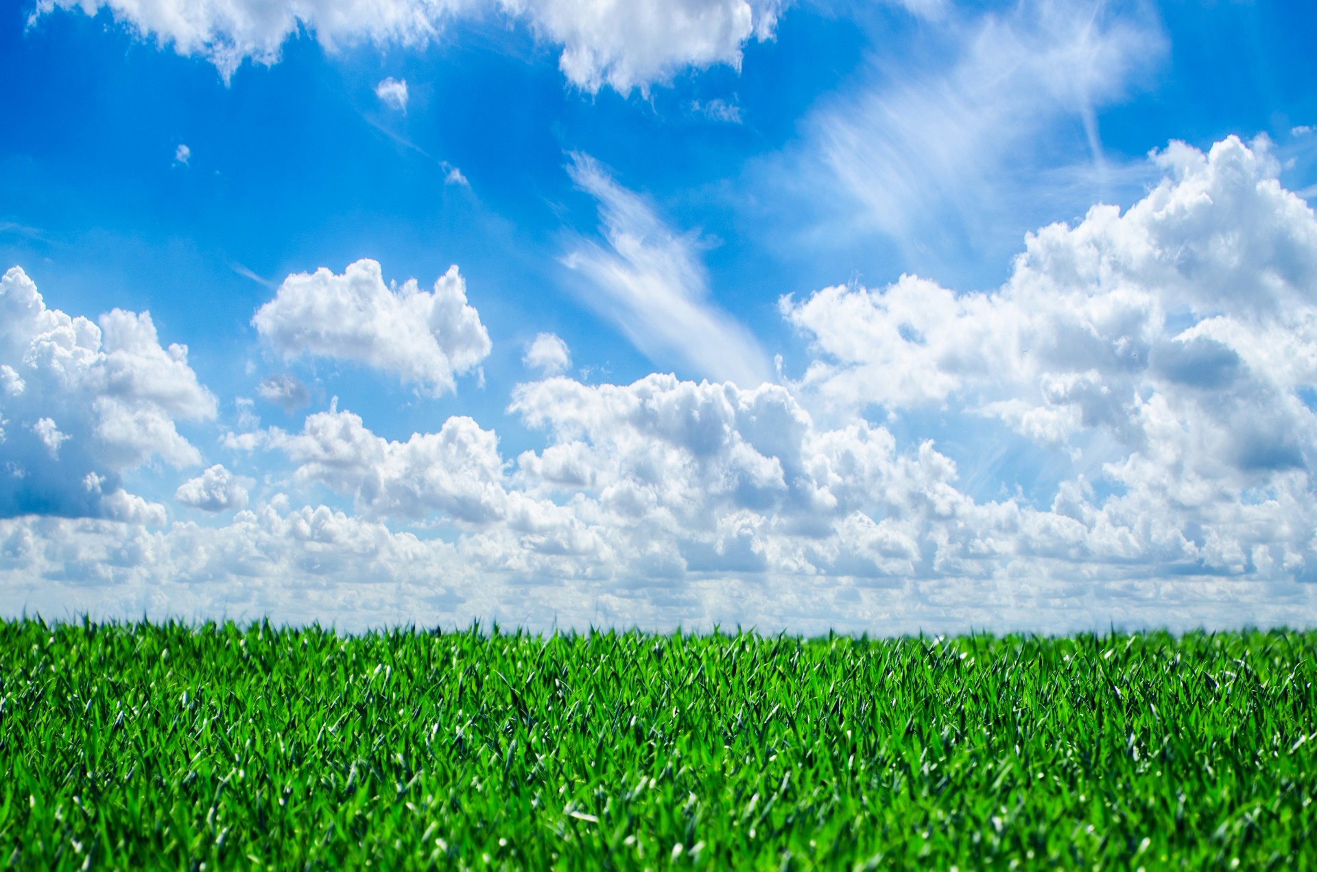 grass background nature free photo