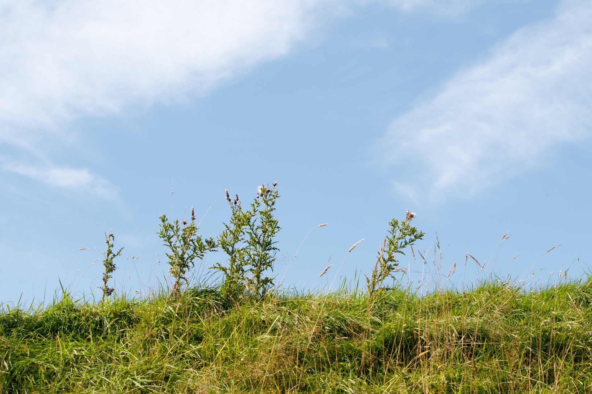 grass green thistles free photo