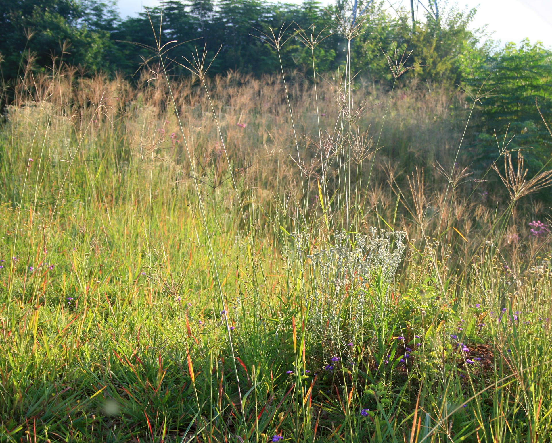 grass veld green free photo