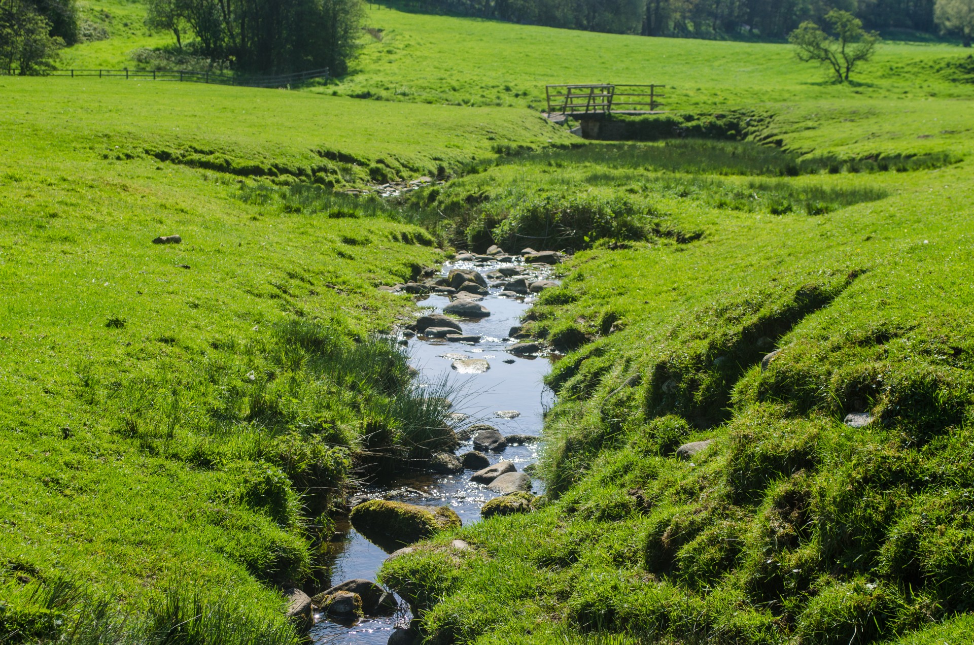 grass green fresh free photo