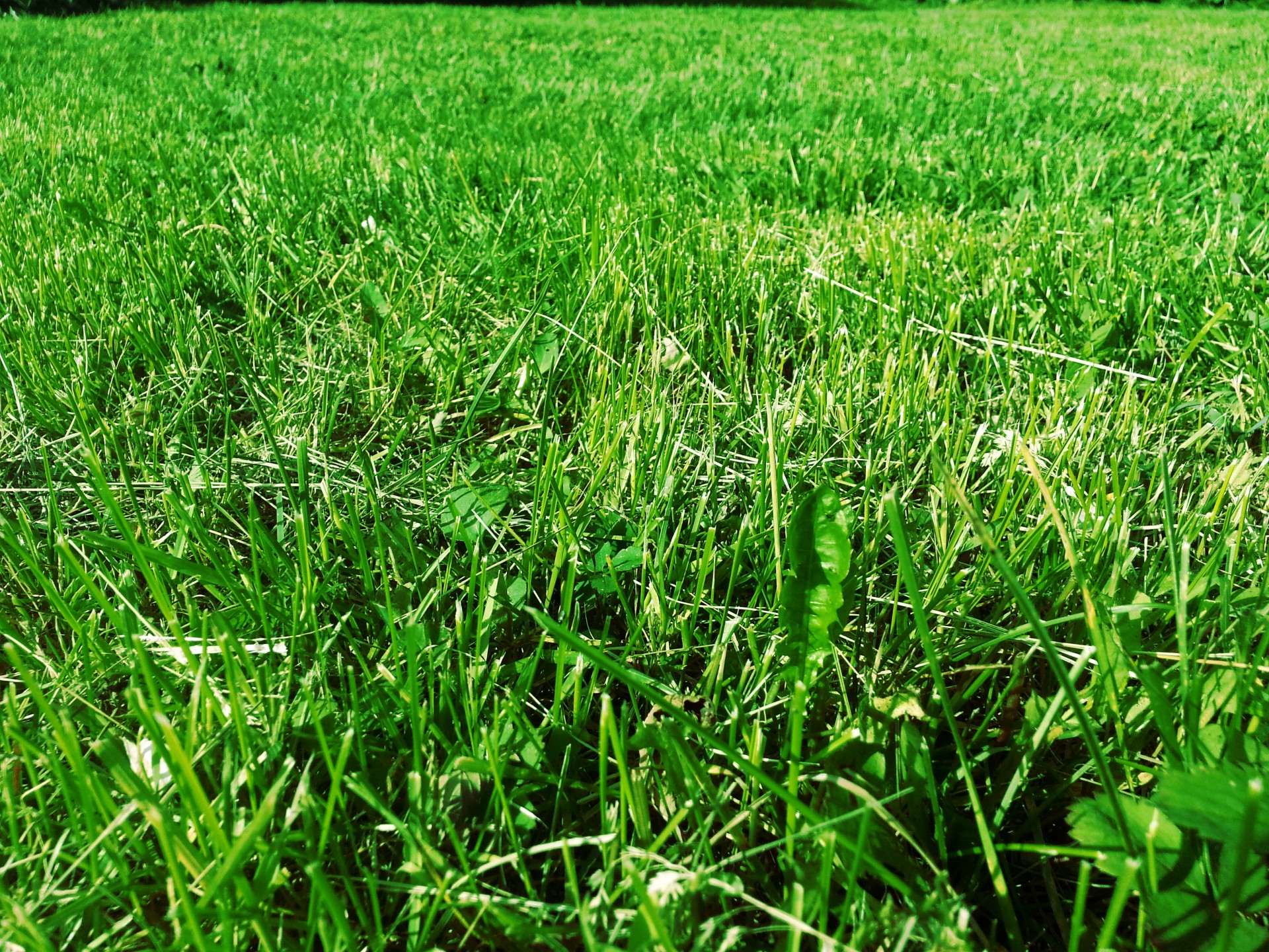 grass lawn turf free photo