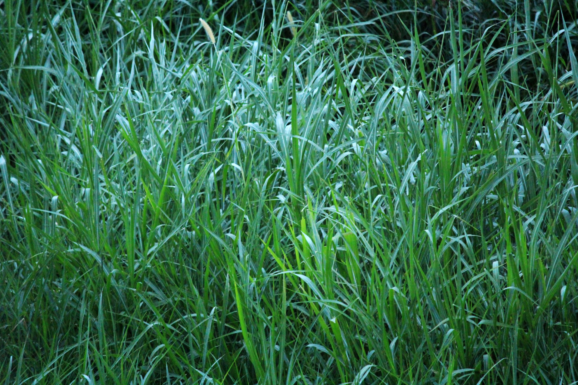 grass background grass background free photo