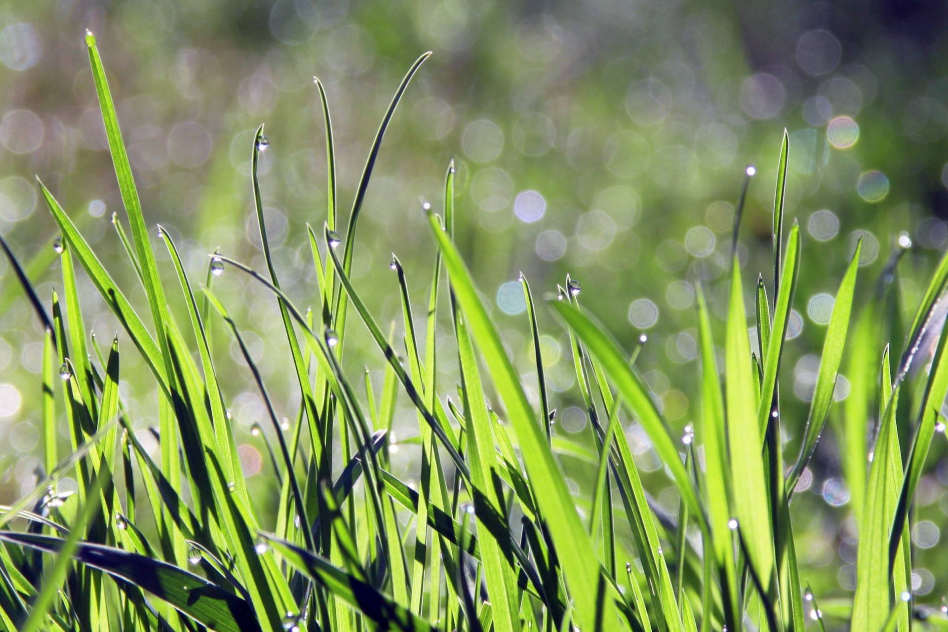 grass green close-up free photo