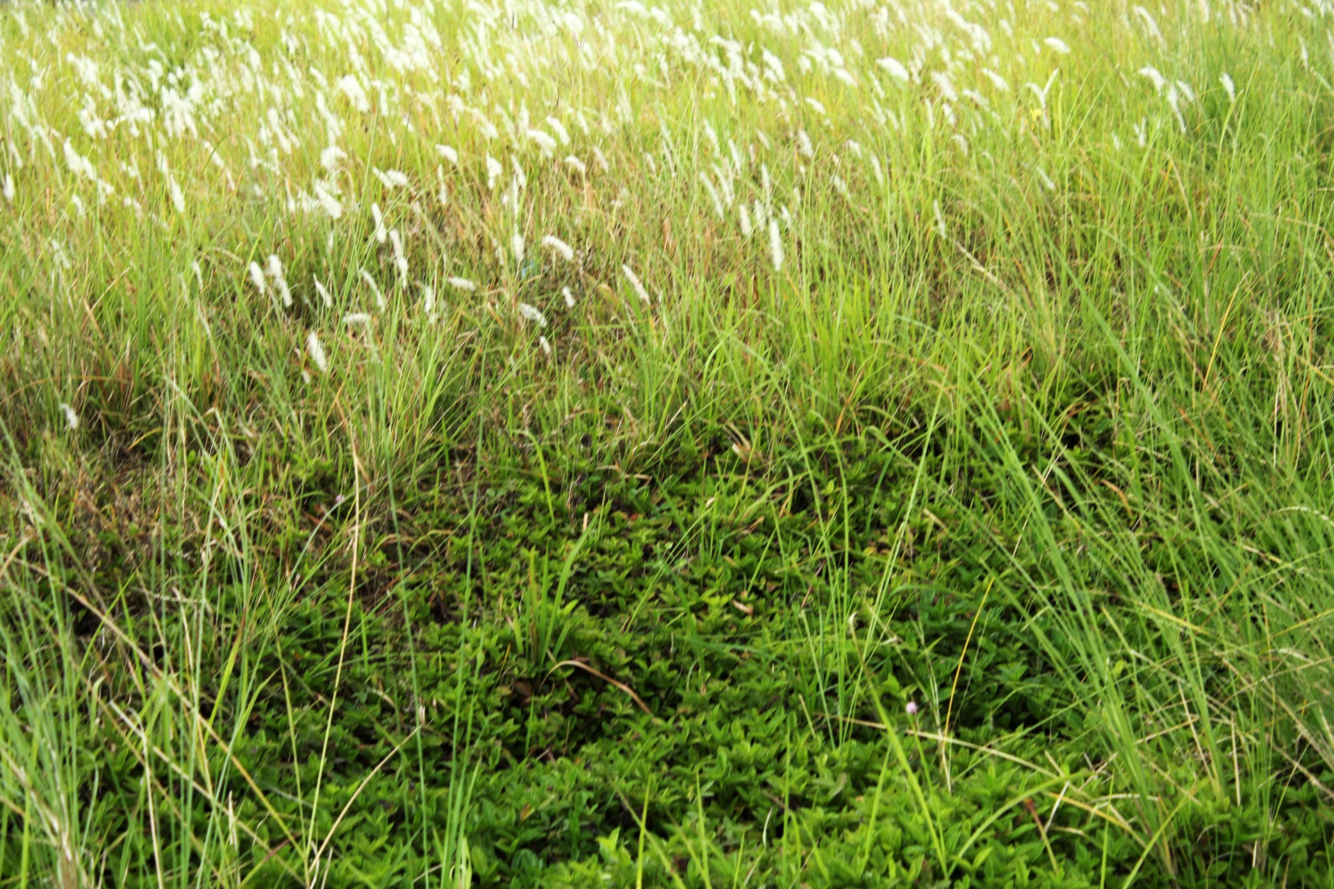 grass green grass background field free photo