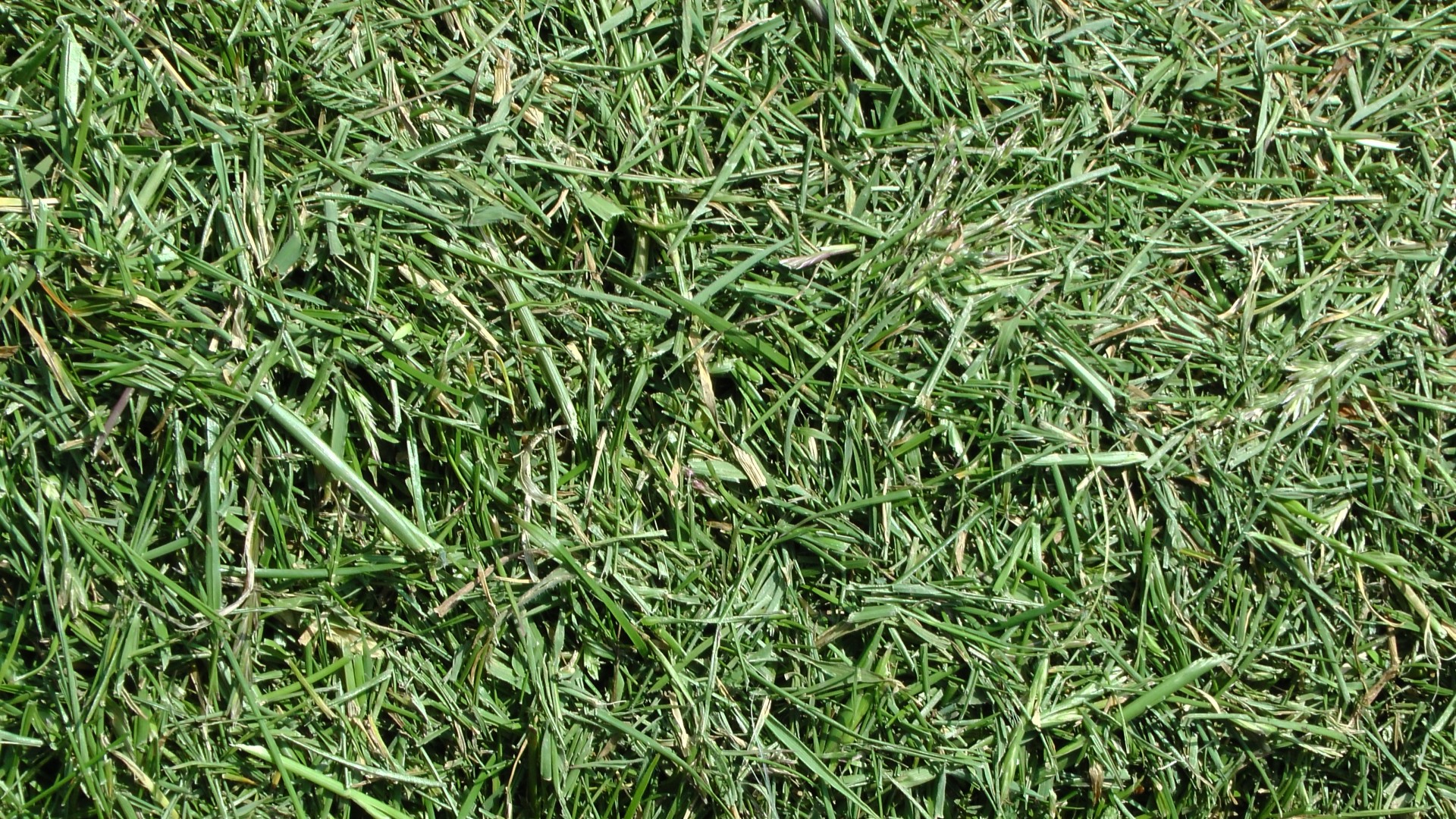 background grass background pattern grass free photo