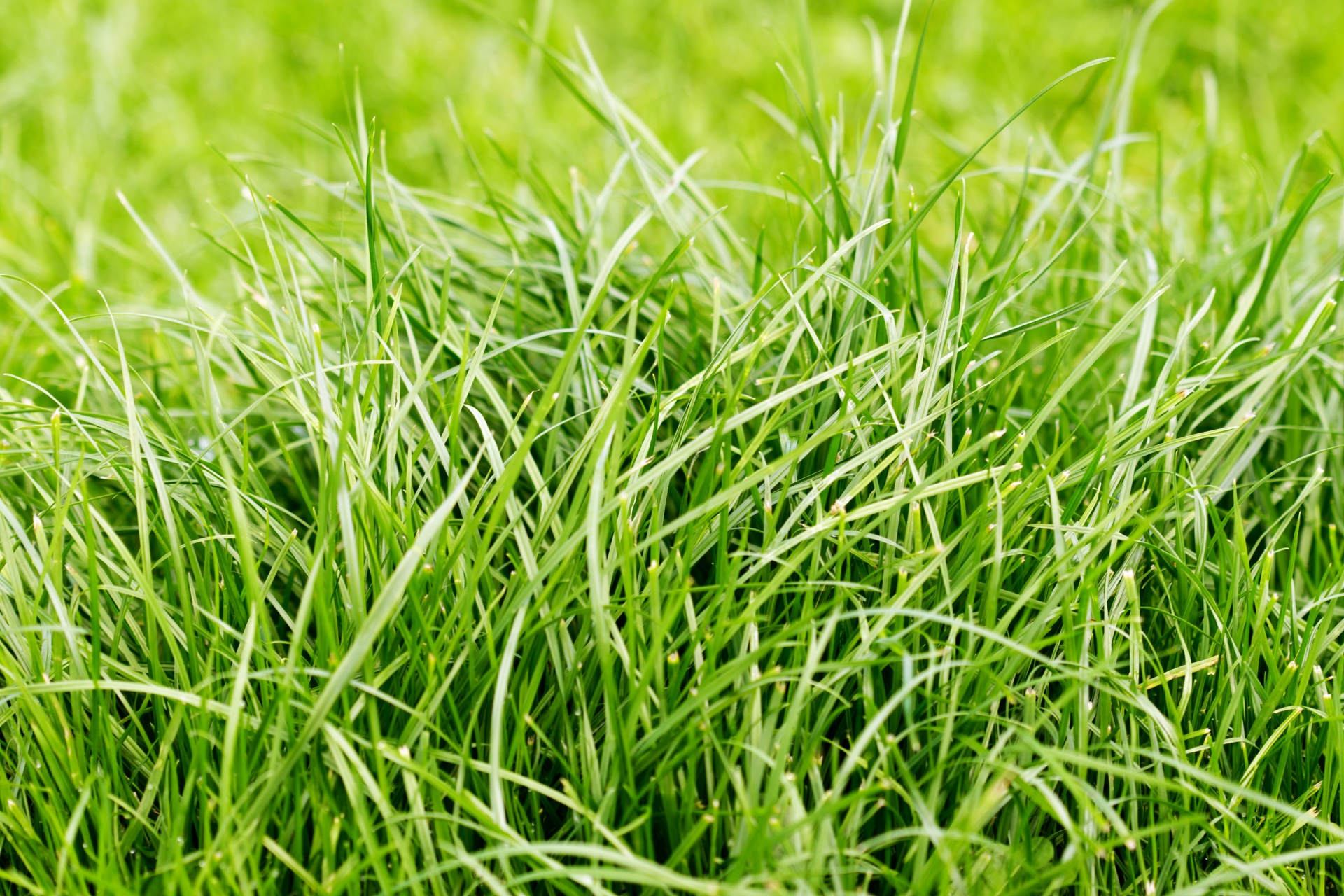 grass blades blades grass free photo