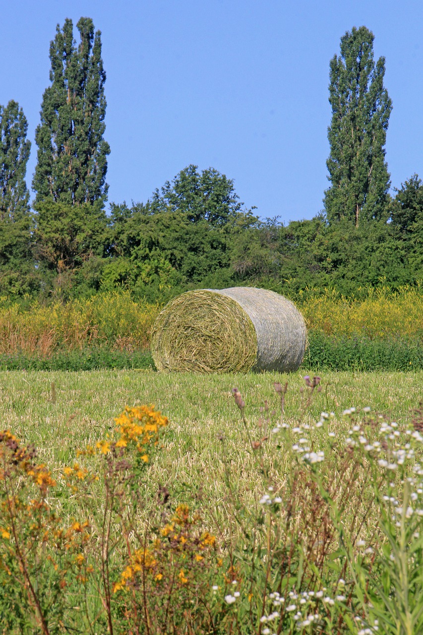 grass bales  agriculture  bale free photo