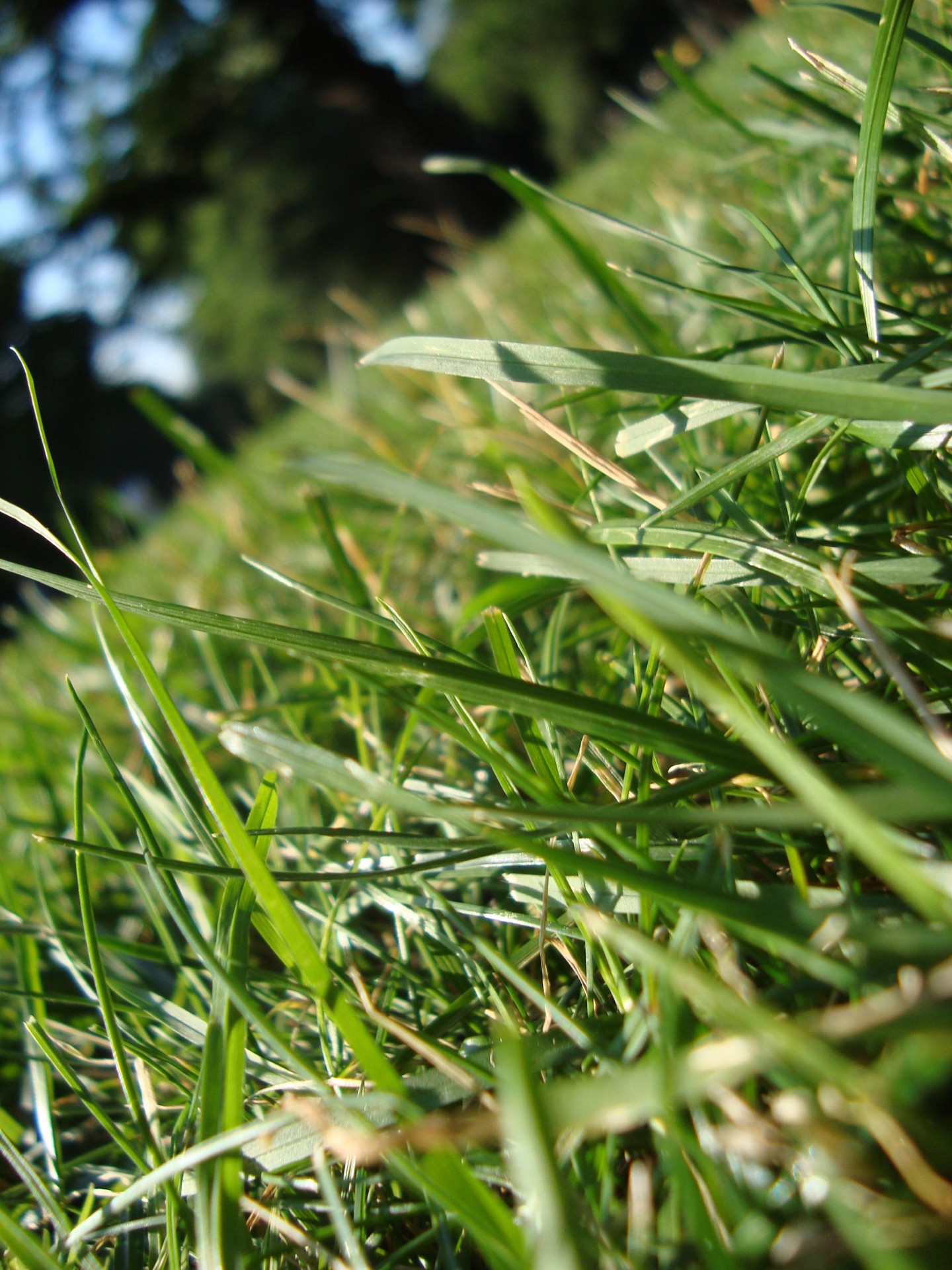 grass close up macro free photo