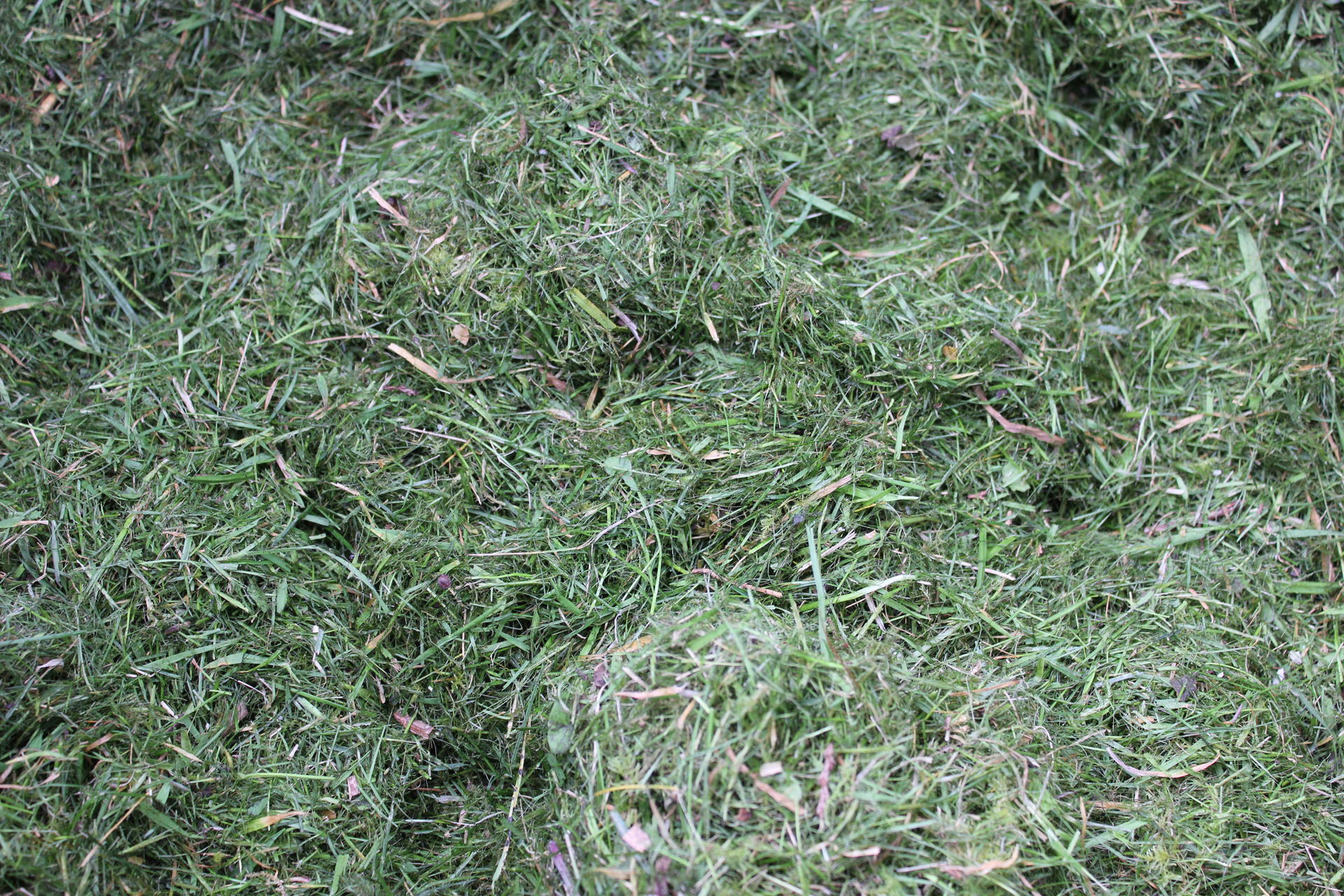 grass lawn cuttings free photo