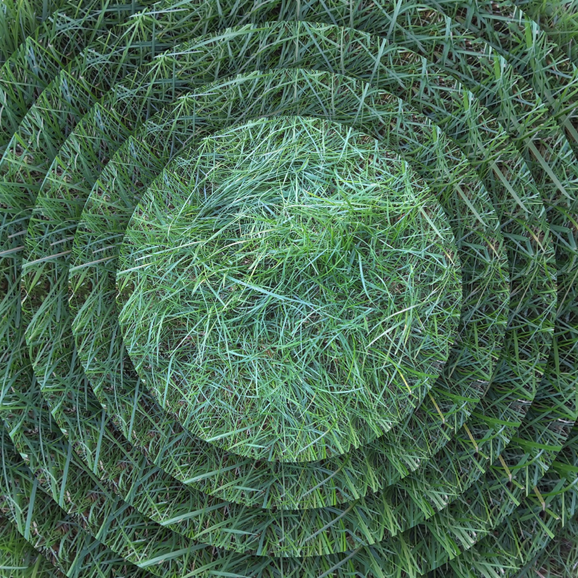 wallpaper grassy concentric free photo