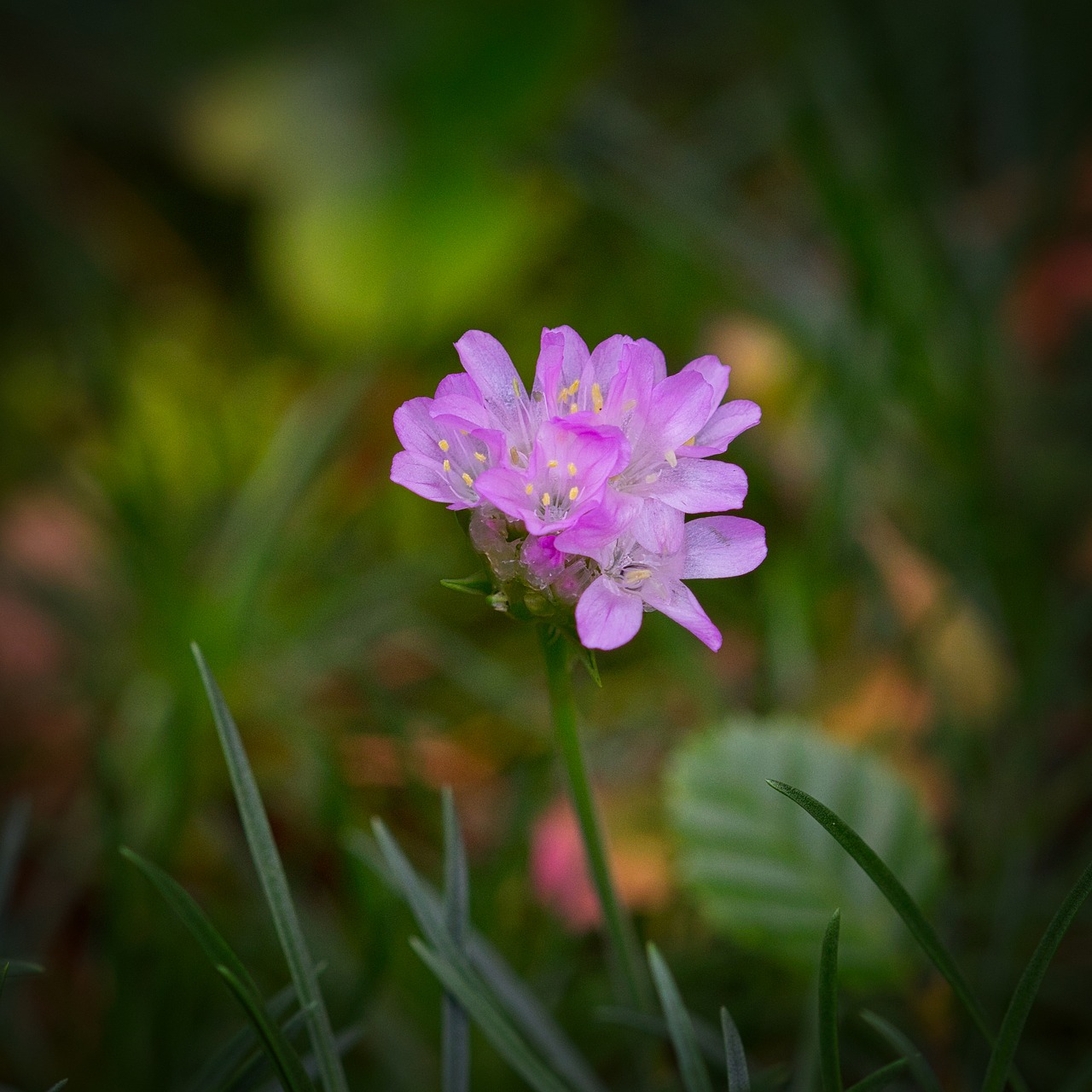 grass elke  flower  pink free photo