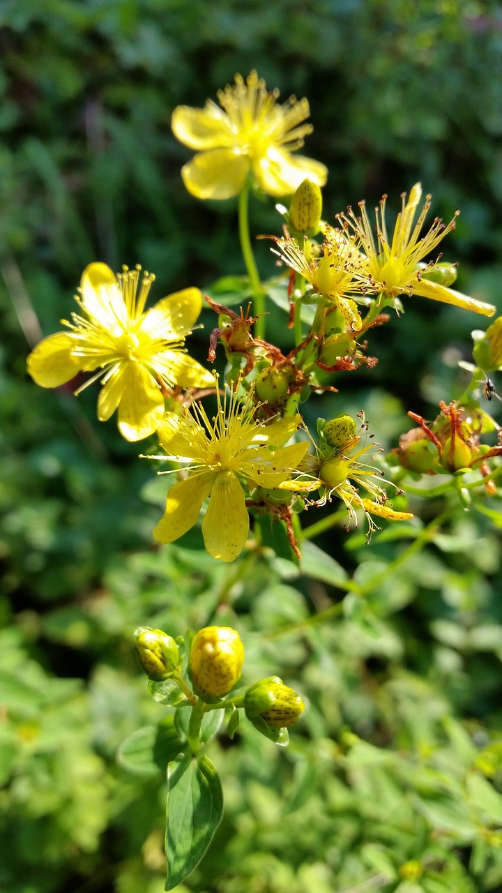 grass fireflies  the ordinary hunter  yellow free photo