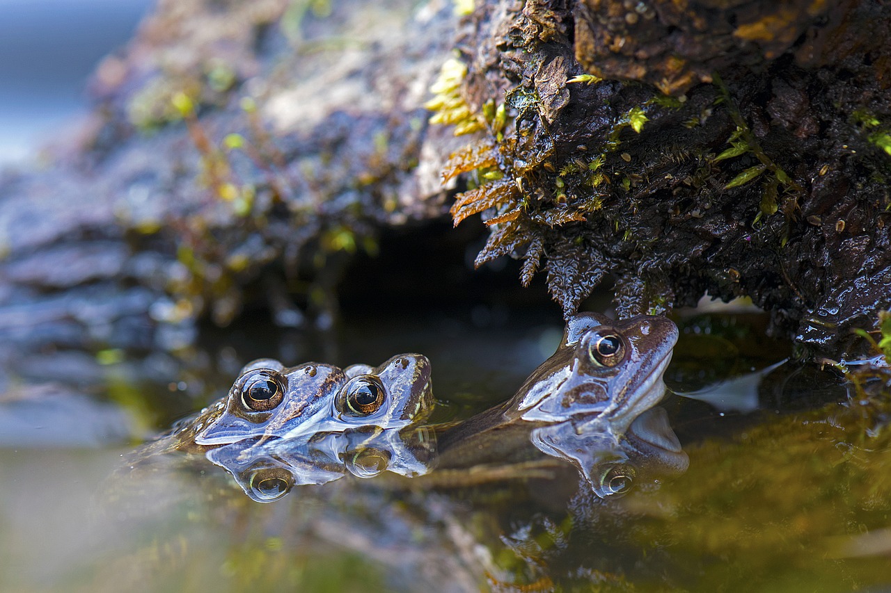 grass frogs frogs animals free photo