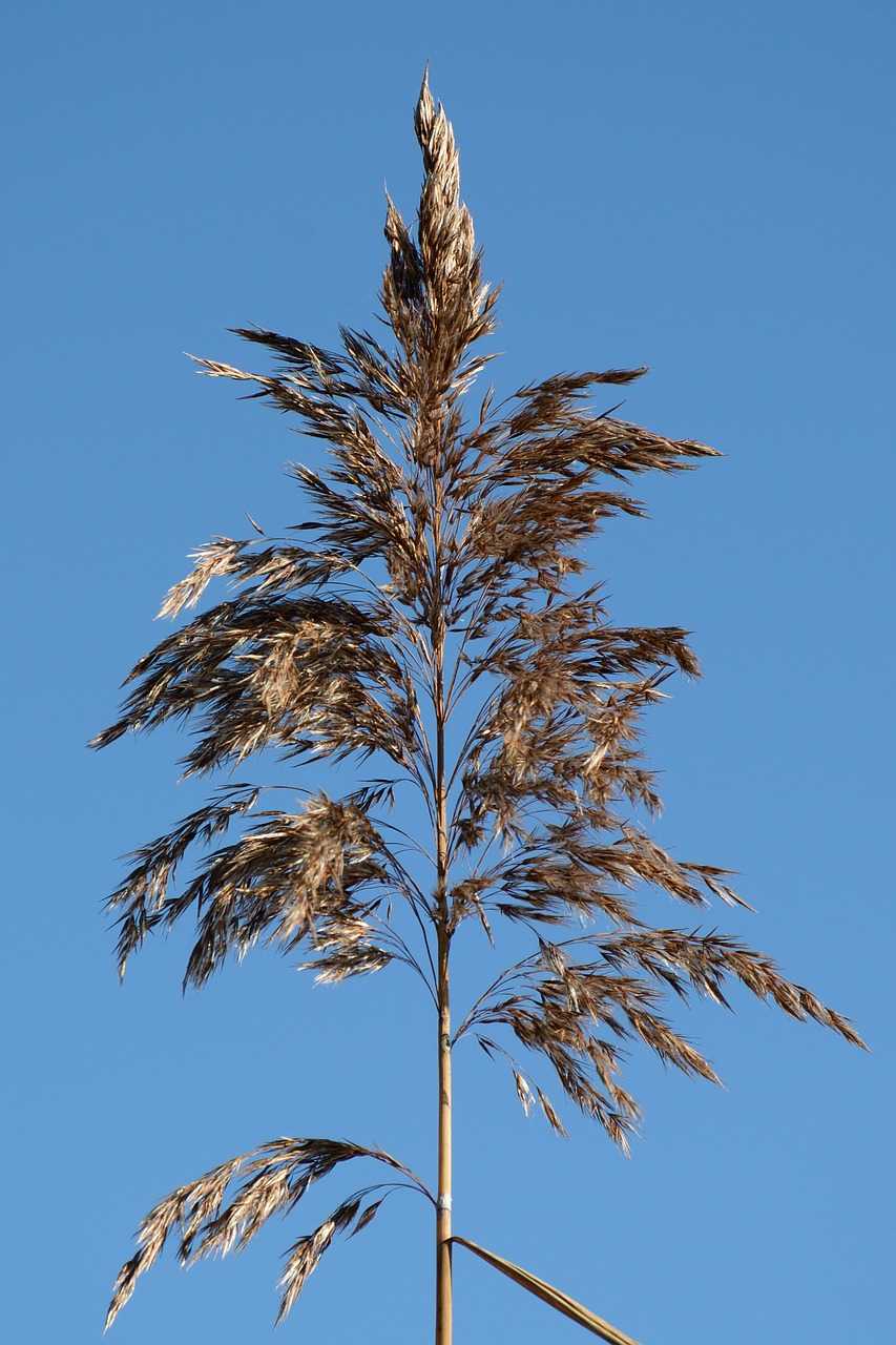 grass fronds wedel grass free photo