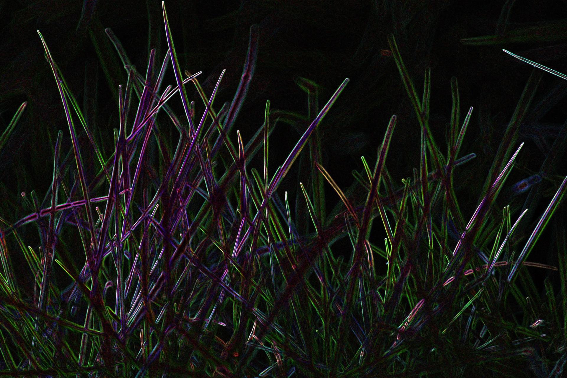 grass glowing edges grass glowing edges free photo