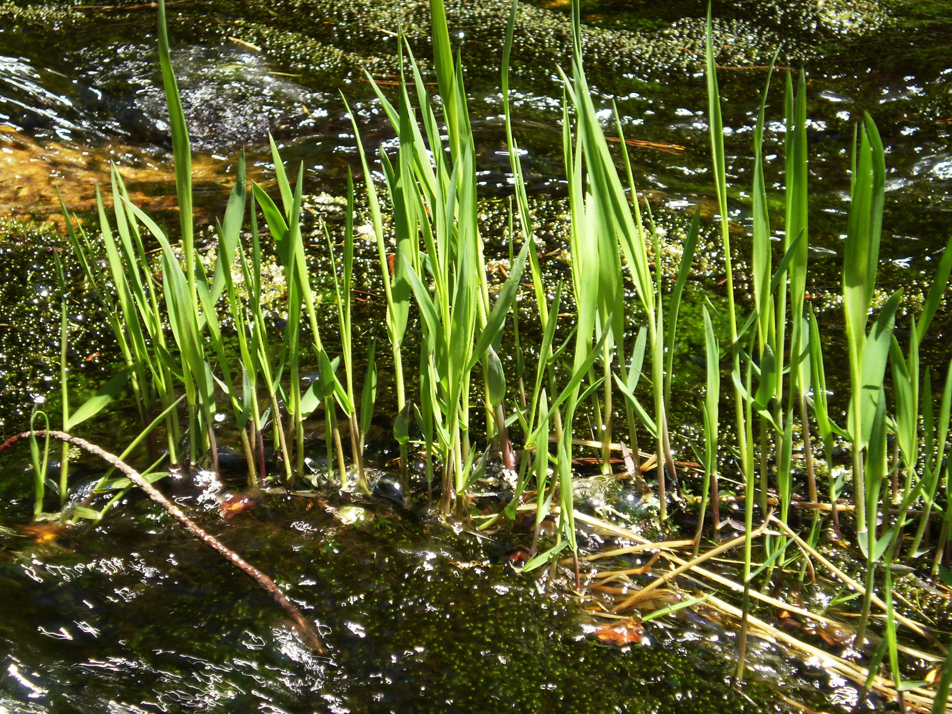 spring grass water free photo