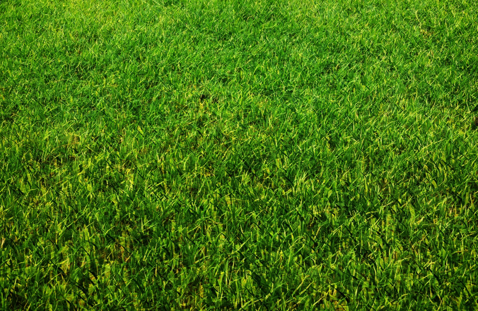 background grass nature free photo