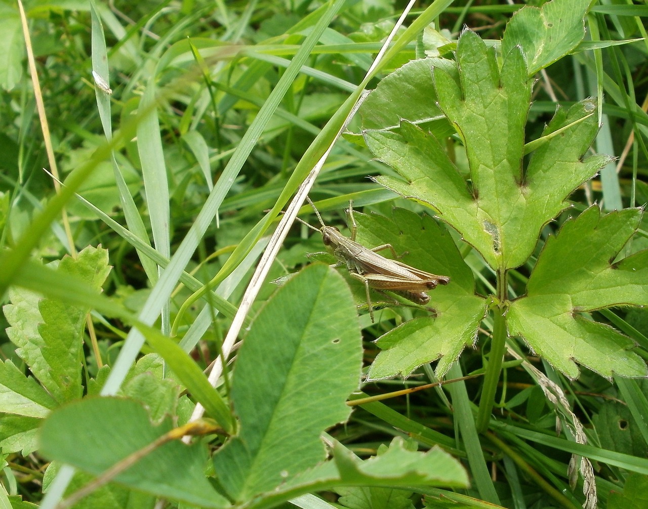 grass hopper meadow grass free photo