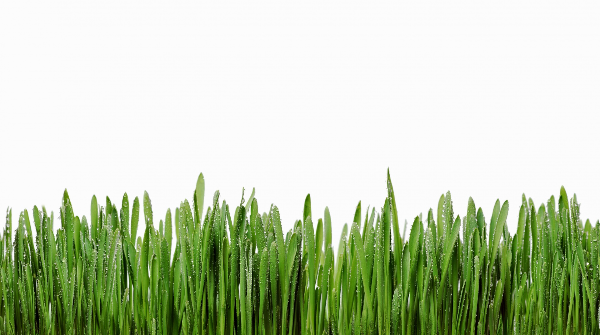 grass green isolated free photo