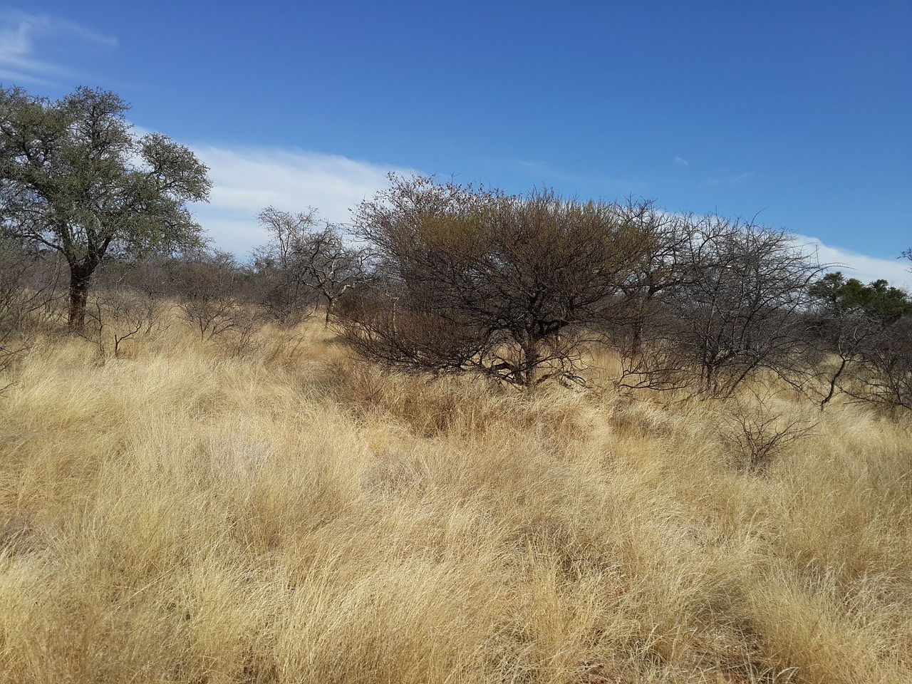 grass land veld draught free photo